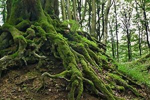 root causes
